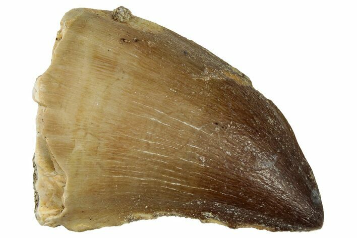 Fossil Mosasaur (Prognathodon) Tooth - Morocco #322663